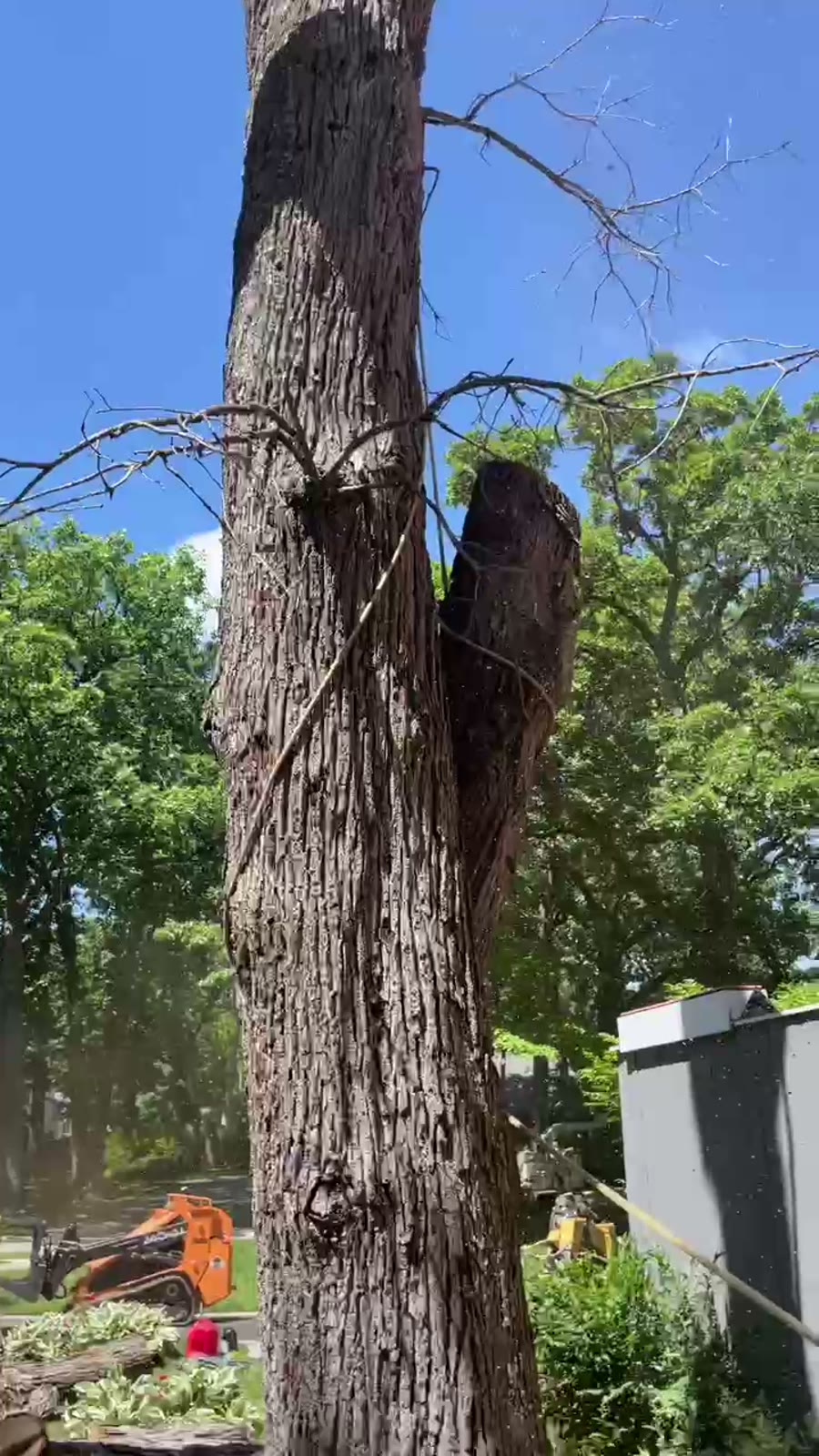 Tree crown work at height