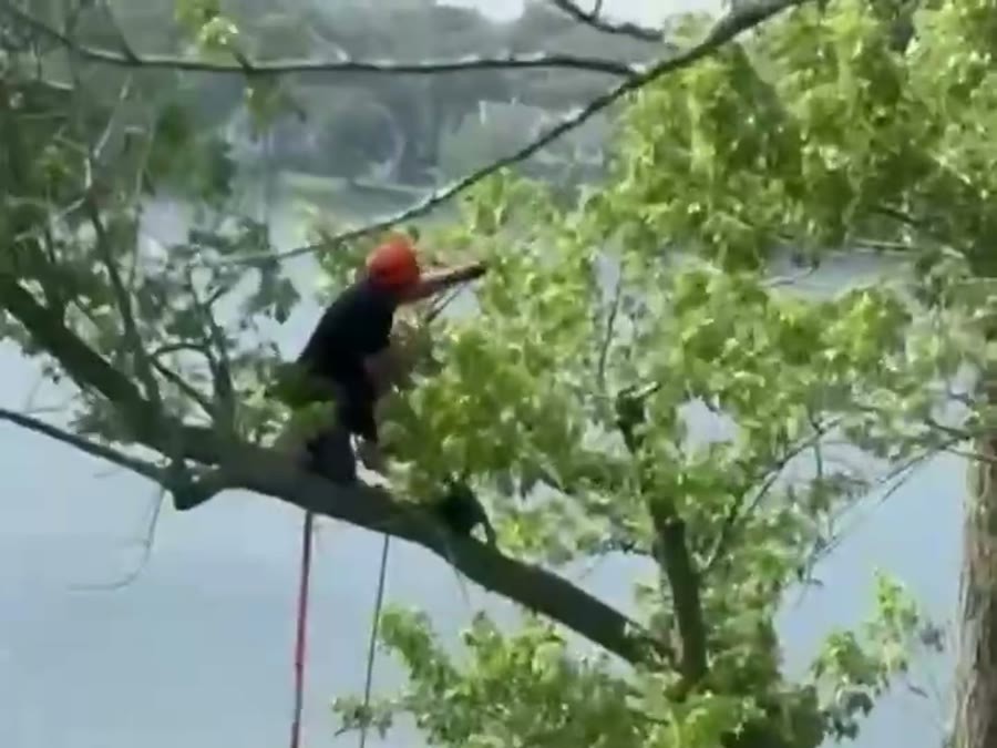 Arborist climbing a tree over a lake
