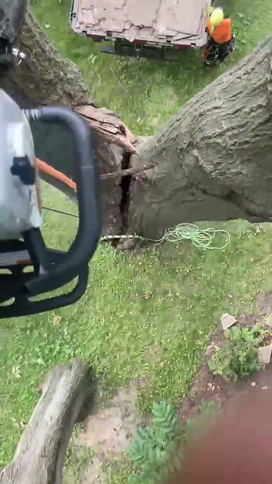 View from up in the tree during a removal