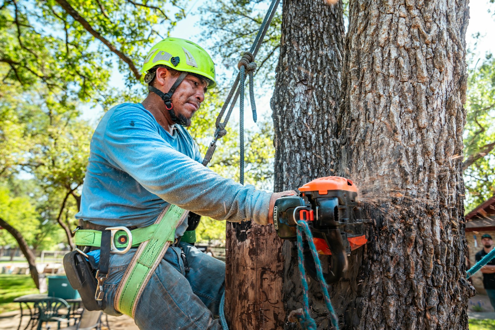 Certified arborist cutting a tree with a chainsaw