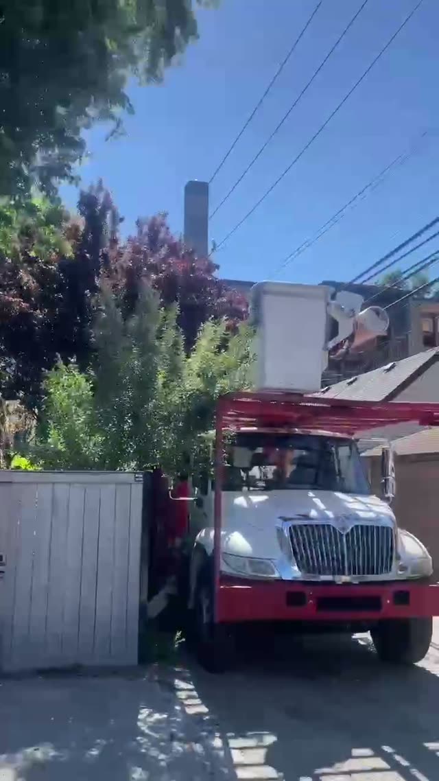 Bro's Pro Tree Service crew at work