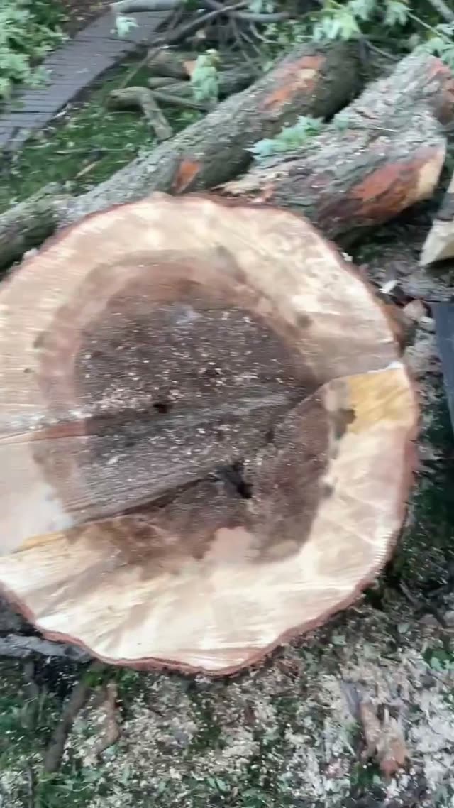 Cross-section of a tree trunk showing internal decay