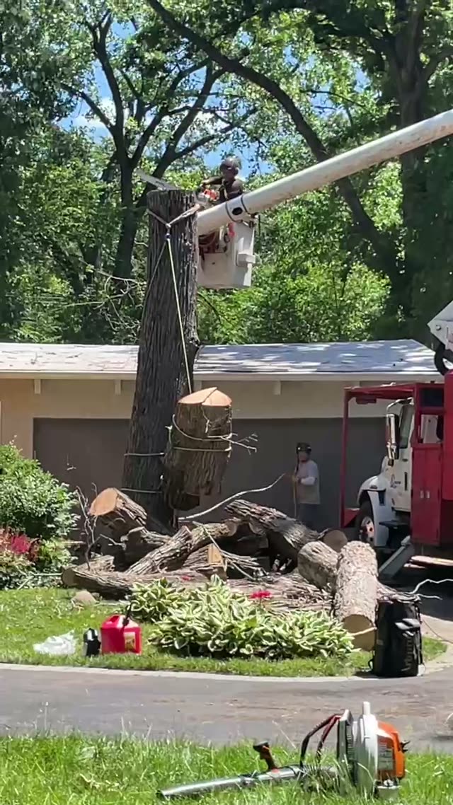 Large tree takedown with bucket truck